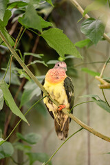 Pink-Headed Fruit Dove - Ptilinopus porphyreus