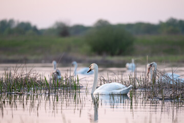 Swans swimming gracefully on a serene lake during evening hours. Gentle swans glide across a...