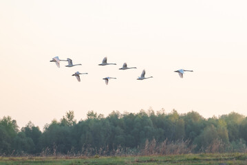 Flock of swans gliding gracefully through the morning sky at dawn. Swans soar in formation against a pastel sky, heralding the start of a calm morning over the landscape