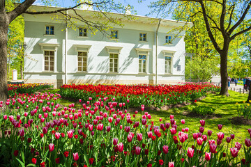 Obraz premium Blooming multi-colored tulips in the park. Annual tulip festival in Saint Petersburg.