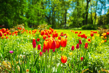 Blooming multicolored flowers in the park. Landscape design.