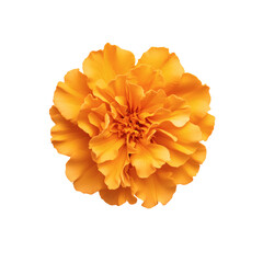 Vibrant orange marigold flower transparent background nature photography close-up view