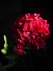 Light gentle pink background peony petals. Rose flower close up. Black background with flowers. 