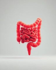 Human Colon and Small Intestine Anatomy Illustration