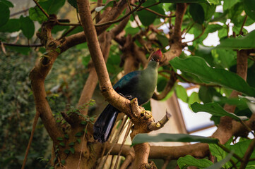 Fischer's Turaco, Tauraco fischeri