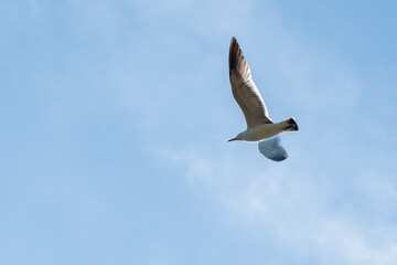 Vivid Image of a Black-tailed Gull Flying Sideways, Backlit from Below