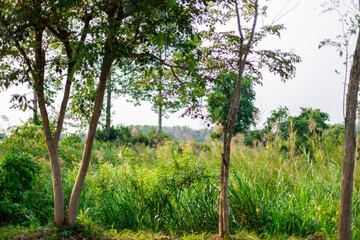 Fototapeta premium natural background of many species of plants that are laid out in the park, for the propagation of the species and to provide shade for those who stop by while traveling to study the ecology.
