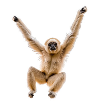 Gibbon hanging from branches with arms stretched in mid-air isolated on transparent background, cutout PNG