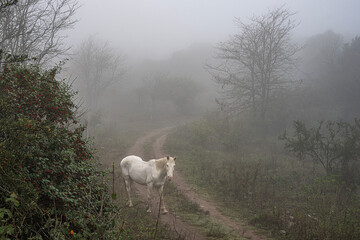 Obraz premium A lonely white horse on a path in the middle of a foggy forest, in Villa Giardino, Córdoba, Argentina.