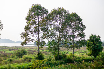 natural background of many species of plants that are laid out in the park, for the propagation of the species and to provide shade for those who stop by while traveling to study the ecology.