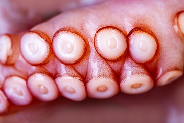 Marine cephalopod, Octopus tentacle macro, slimy surface, raw seafood, close-up texture, marine...