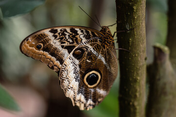 Owl Eye Butterfly - Caligo. Close-Up