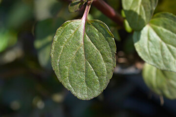 Bergamot mint leaves - Latin name - Mentha piperita f. citrata Bergamotto © nahhan