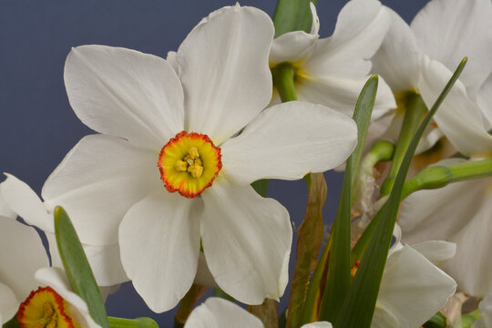 Poets daffodil white flowers - Latin name - Narcissus poeticus