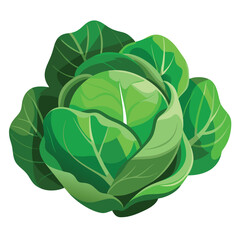 a bunch of green cabbage with carefully shaded leaves