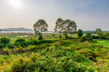 natural background of many species of plants that are laid out in the park, for the propagation of...