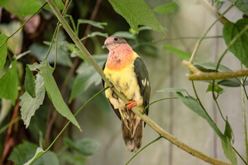 Pink-Headed Fruit Dove - Ptilinopus porphyreus