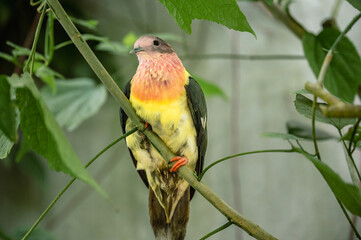 Pink-Headed Fruit Dove - Ptilinopus porphyreus