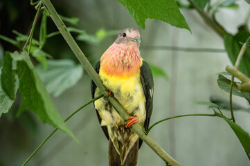 Pink-Headed Fruit Dove - Ptilinopus porphyreus