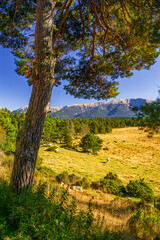 Pyrenees landscape in summer with pastures, forests and mountains under a beautiful blue sky in the south of France.