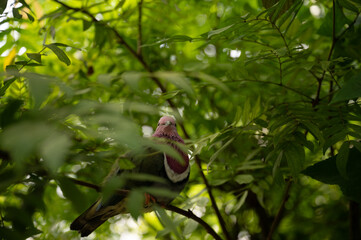 Pink-Headed Fruit Dove - Ptilinopus porphyreus