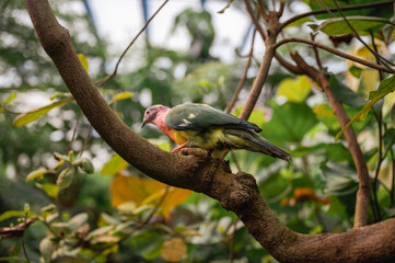Pink-Headed Fruit Dove - Ptilinopus porphyreus