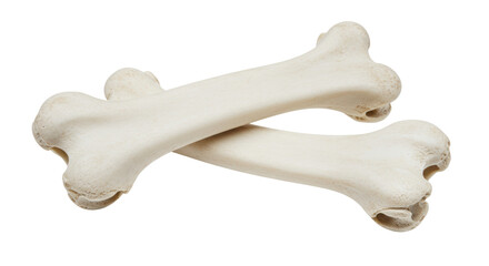 Isolated Dog Bones