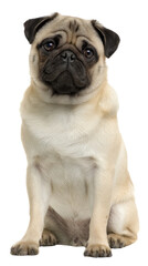 Regal Pug Posing: A charming pug with its distinctive wrinkled face sits regally, emanating an endearing essence. A timeless portrait capturing the unique character of this adorable companion animal.