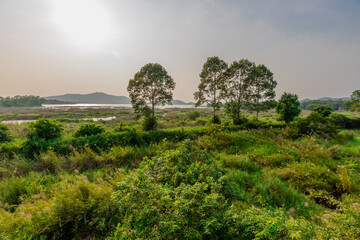 natural background of many species of plants that are laid out in the park, for the propagation of...