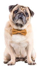 Obraz premium Charming Pug in a Bowtie: A distinguished pug with a delightful expression, adorned with a stylish bow tie, poses confidently for the camera, embodying both elegance and playful charm.