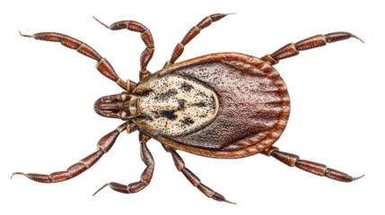 Tick Close-Up: Detailed, close-up studio shot of a tick. Showing body detail and segments.