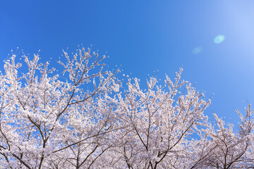 山梨県富士吉田市　春の新倉山浅間公園