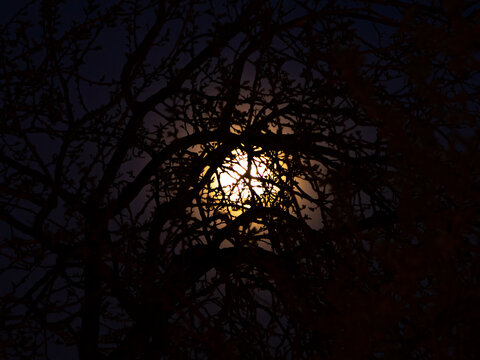 Plein lune &agrave; travers les branches d'un arbre