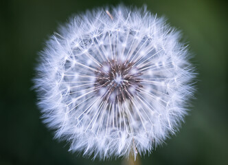 Naklejka premium toinou