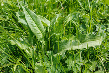 Wild sorrel leaves growing in sunny meadow