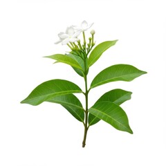 Obraz premium White crape jasmine isolated on white background for botanical illustration, educational resource, and floral design.