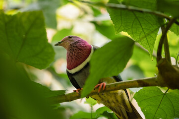 Pink-Headed Fruit Dove - Ptilinopus porphyreus