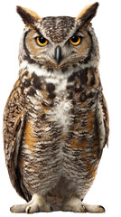 Fototapeta premium Wise Owl's Gaze: An awe-inspiring portrait of a majestic owl with piercing eyes and detailed feathers, radiating wisdom and capturing the essence of wilderness.