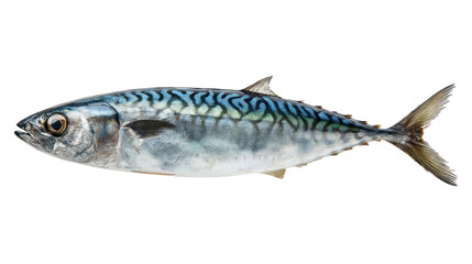 Vibrant Mackerel: A striking image showcases a fresh mackerel with its signature silver-blue sheen, a testament to its quality and freshness, highlighting the inherent beauty of seafood.