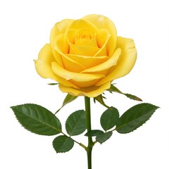 Yellow rose isolated on white background, perfect for greetings, invitations, and botanical illustrations.
