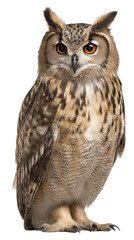 Fototapeta premium Wise Owl Portrait: A majestic owl, with piercing orange eyes and intricate feather patterns, stands tall and proud. The close-up shot captures the owl's focused gaze.