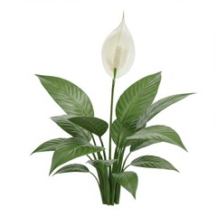 Obraz premium Peace lily isolated on white background for decoration and presentation.
