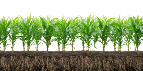 Thriving Corn Crop: A verdant row of young corn plants flourishes, their roots intricately interwoven within the earth, creating a vibrant illustration of growth and abundance.