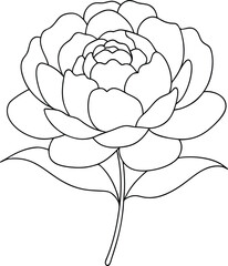 Elegant peony flower blossom showcases detailed petal outlines