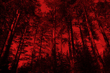 Bloody sunset in the forest. Black silhouettes of tall trees on a red foggy background. Horror mystic occult nightmare creepy fear concept. Gloomy atmosphere. Paranormal supernatural surreal scene.