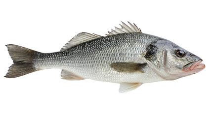 Silver Fish's Detailed Portrait: The image shows a perfectly detailed silver fish, its sleek, shimmering scales and distinctive features.