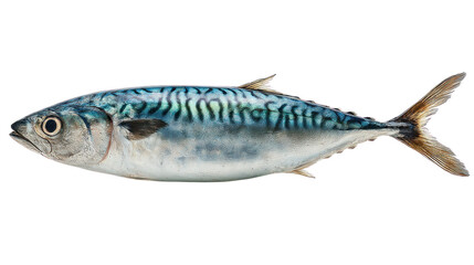 Obraz premium Vibrant Mackerel in Focus: This eye-level shot of a sleek, fresh mackerel displays its captivating striped patterns and iridescent sheen against a clean backdrop.