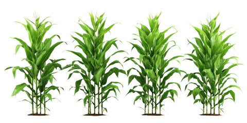 Obraz premium Vibrant Corn Stalks: A captivating image showcases several healthy corn stalks thriving, each a testament to the power of nature and agricultural growth.