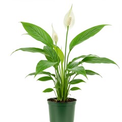 Fototapeta premium Peace lily in pot isolated on white background for decorative use.