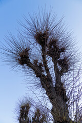 Silhouetted Tree with Bare Winter Branches Against a Blue Sky